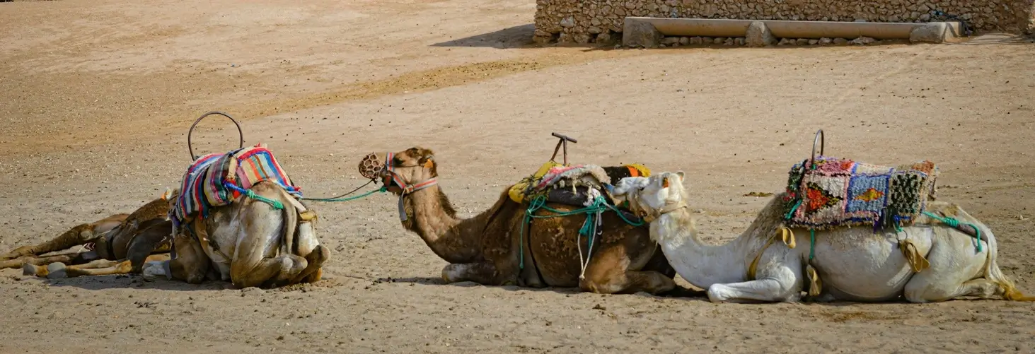 A trio of saddled camels lying down on a desert patch, waiting for riders on a 3-day excursion from Marrakech to Fes via the desert
