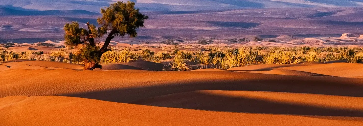Golden Merzouga sand dunes under a clear sky, with a solitary tree standing against the vast desert, captured during a 3 days desert tour from Fes to Merzouga